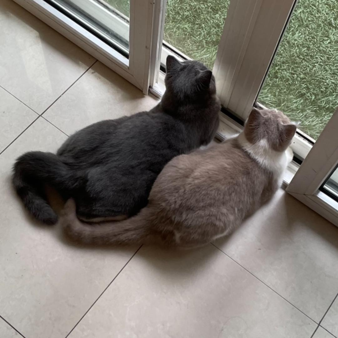 疯狂的猫猫