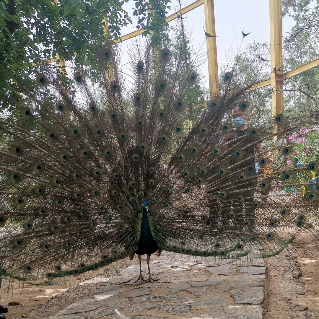 锖青磁的小金猪