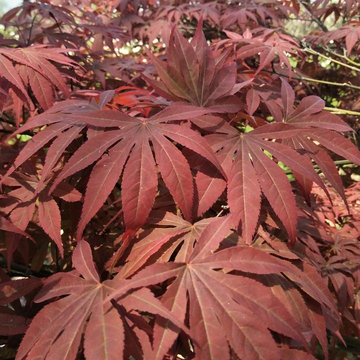 枫叶🍁（谢绝秒赞）拒私聊