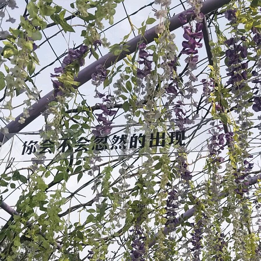 流水何必恋落花
