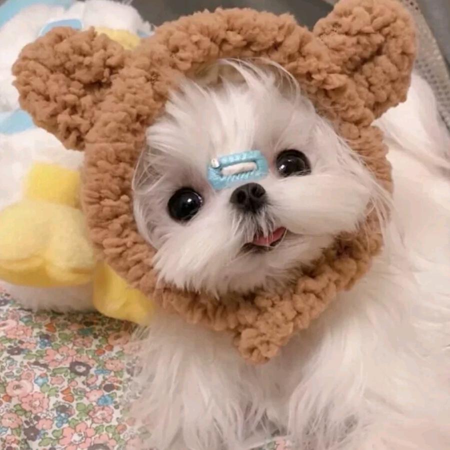 璐昊