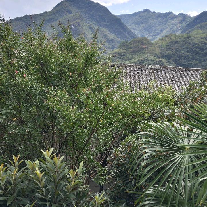 飘叶