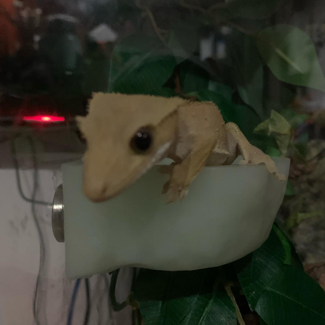 布头囡囡