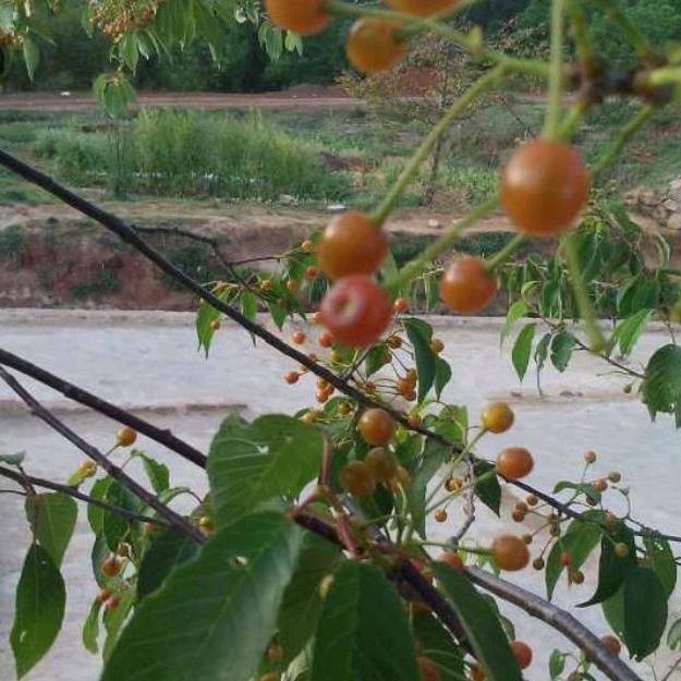 桃李满天下