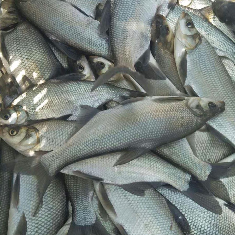 乐佳水產，沈磊