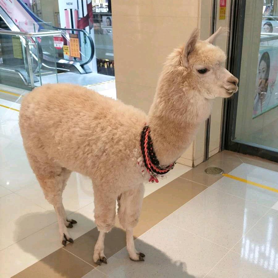 贵阳饮料批发小伟哥