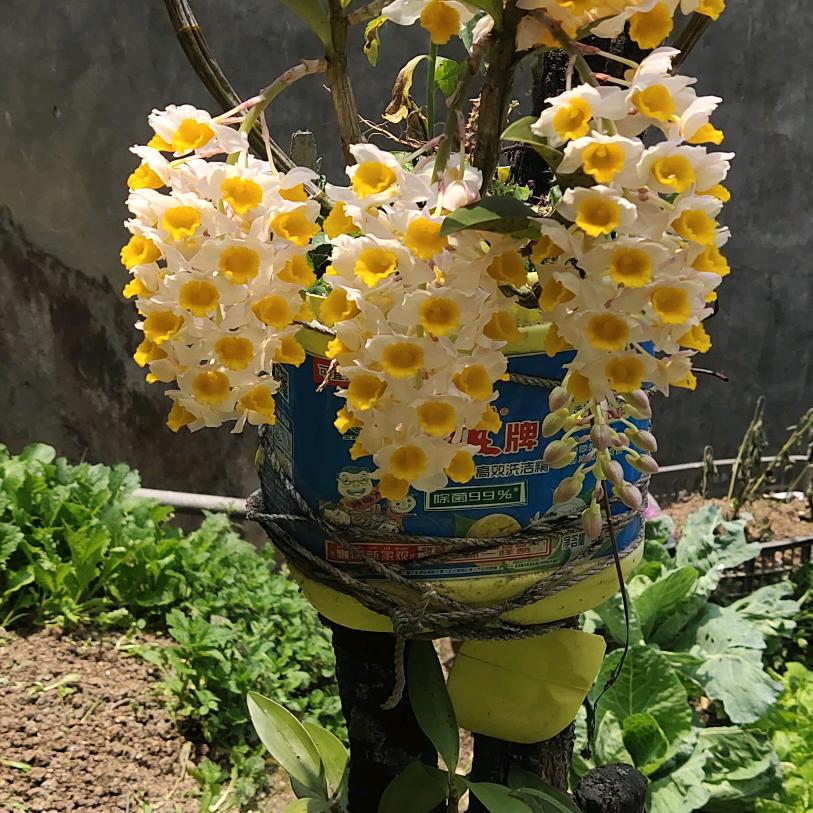 何以解忧，唯有暴富