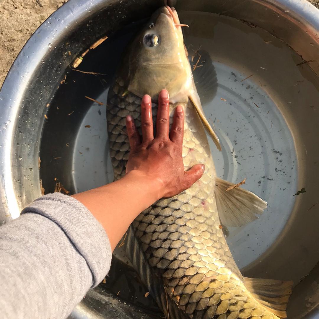 春春钓鱼钓河虾