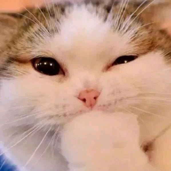 辛崽