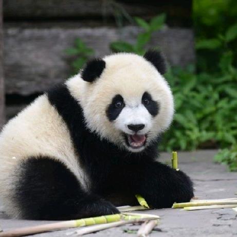 大熊猫