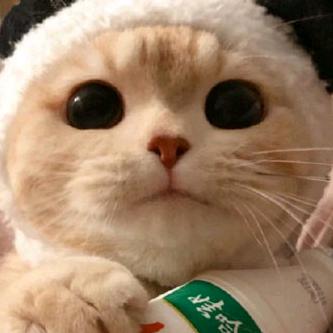 可回收小猫