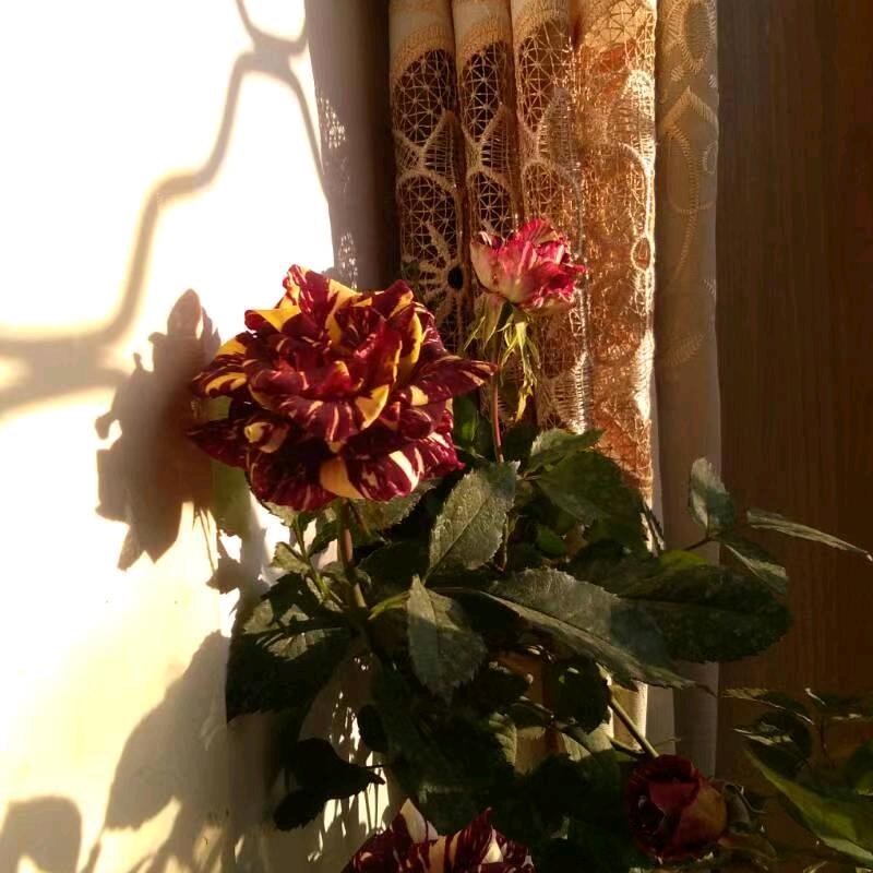 不离不弃(拒绝私聊)