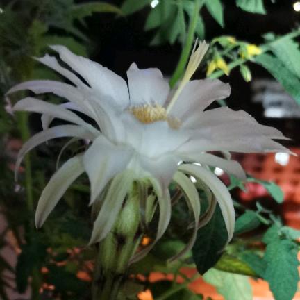 南坪协信星光艾美家-小李