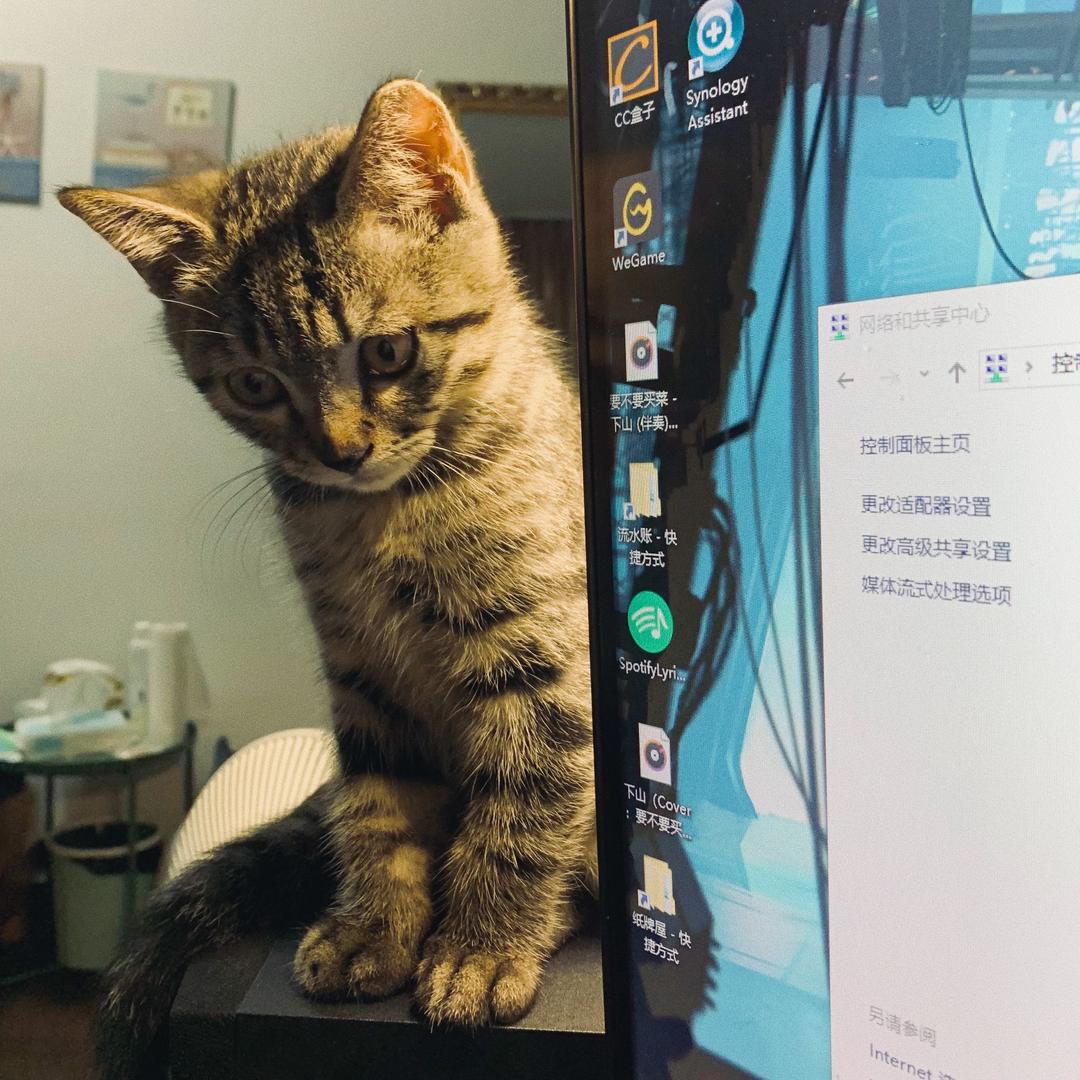 喵喵鱼