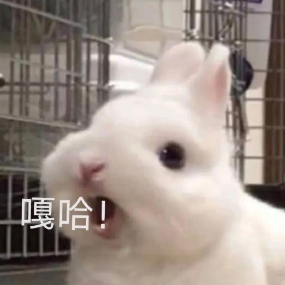 刺猬西