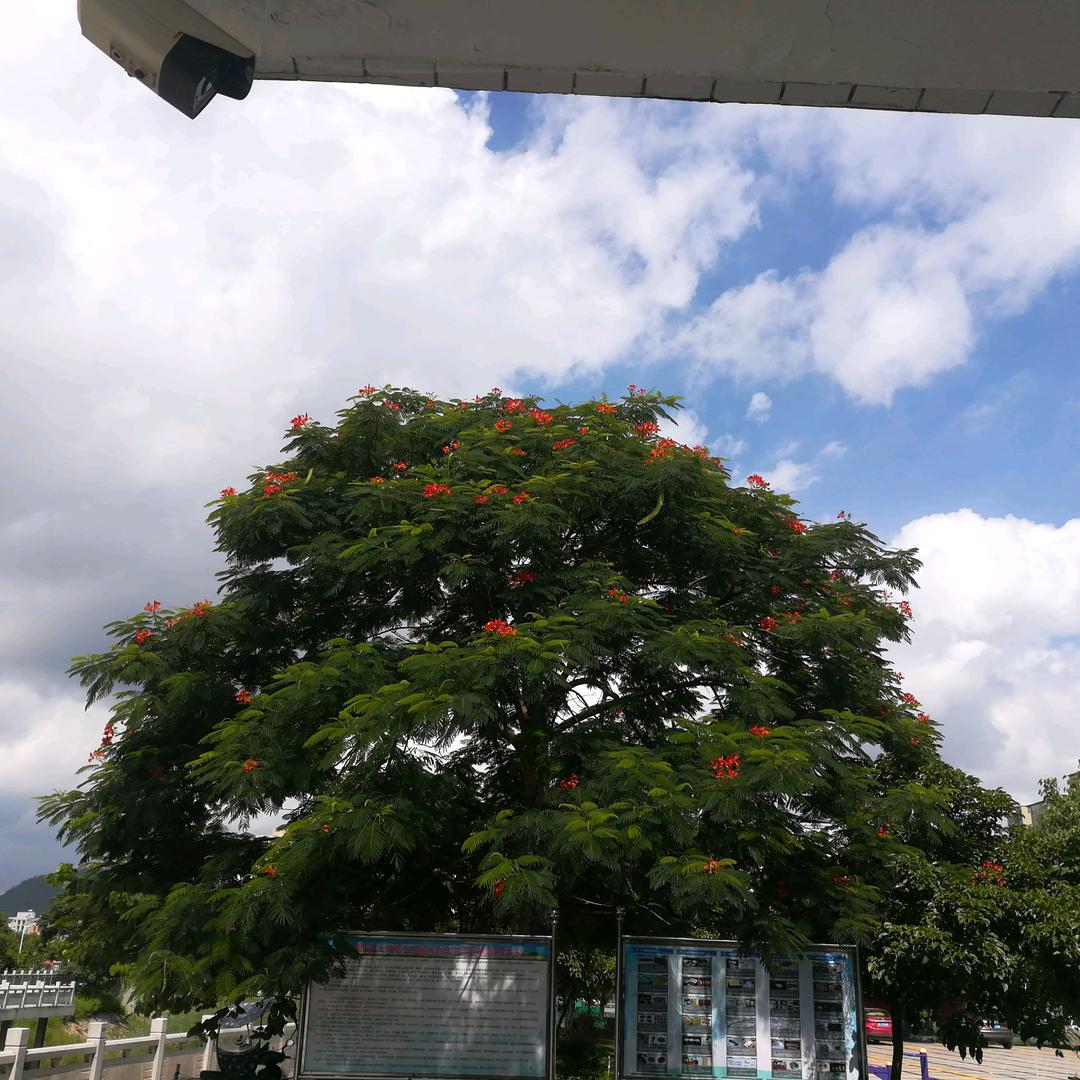 凤凰树