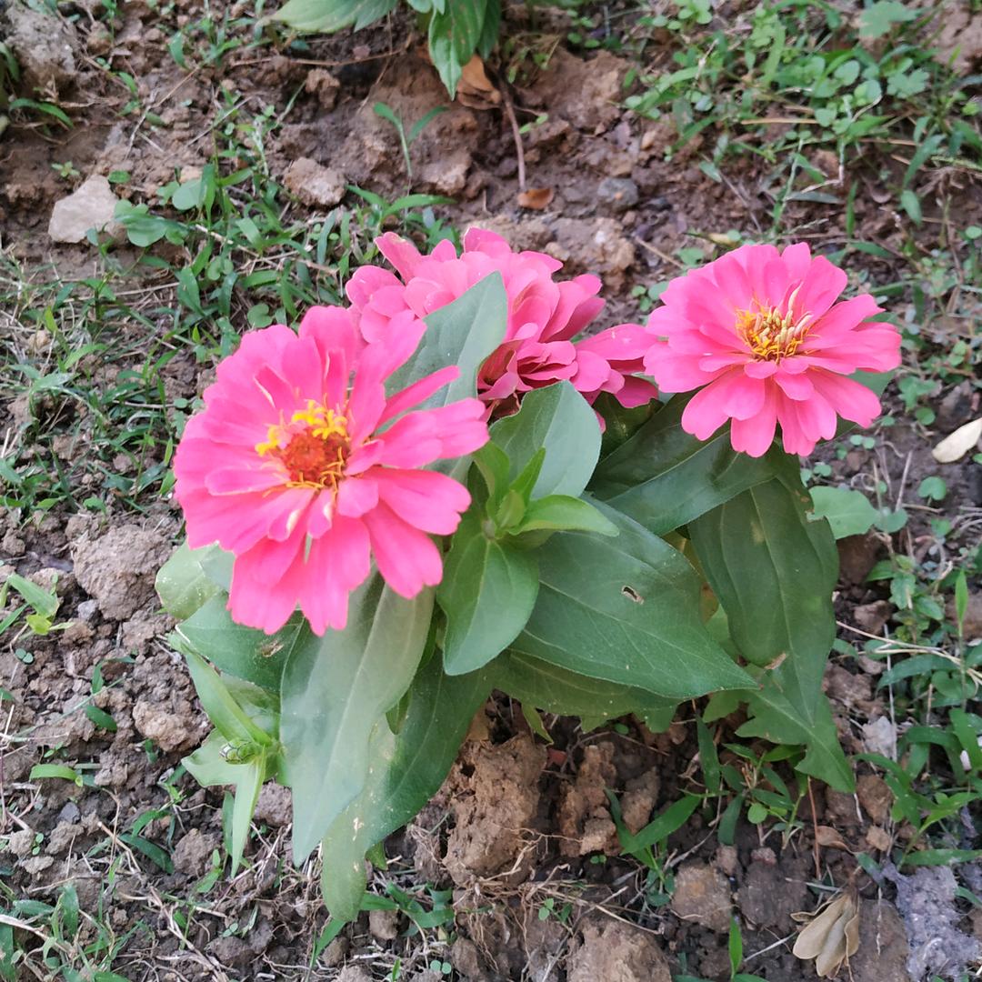 菊秀大姐