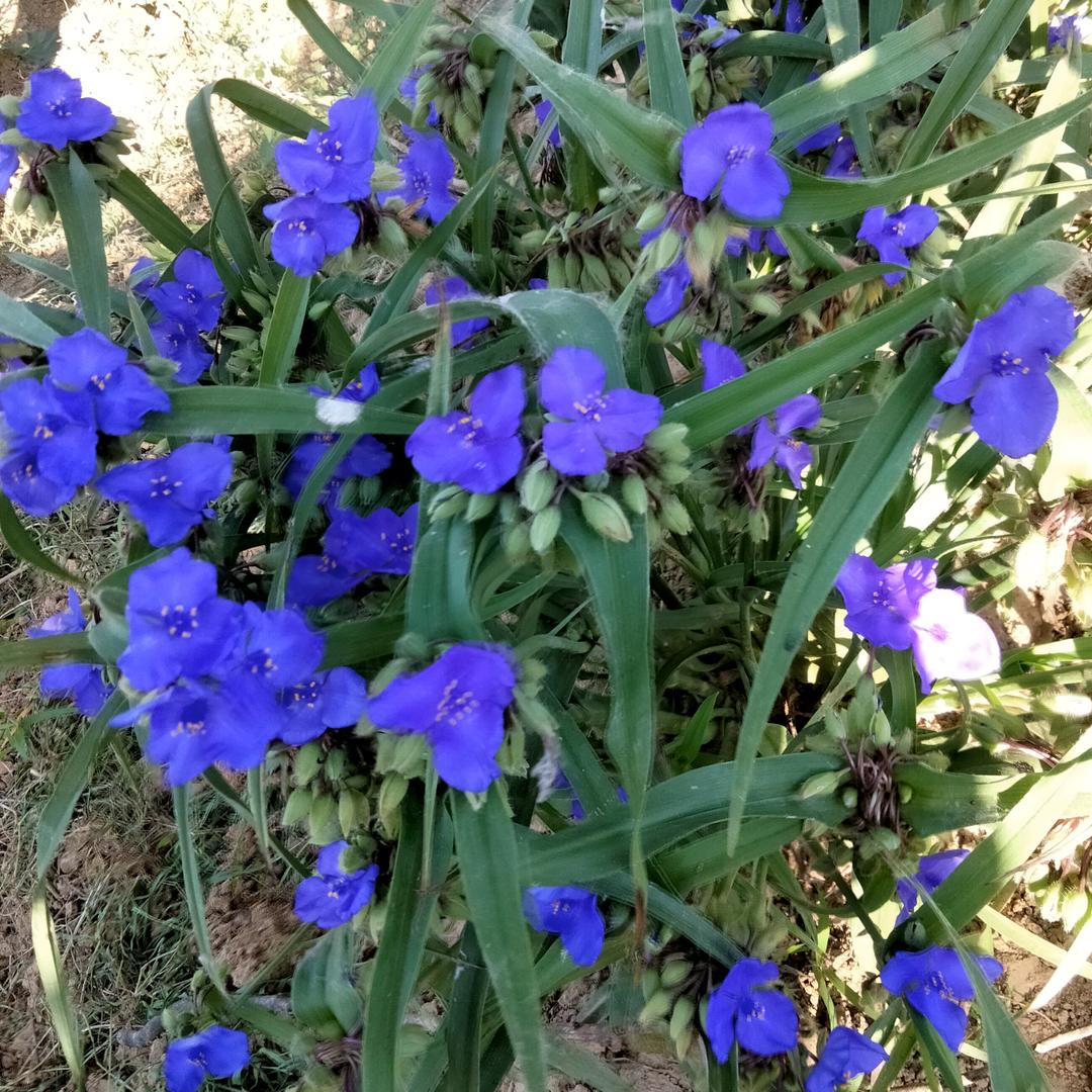 翁少芳