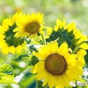 尹伊