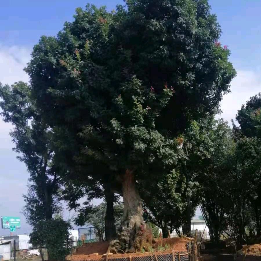 红尘滚滚