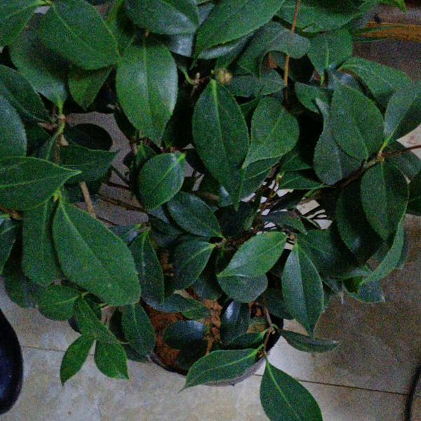 🏵平平🐭🐭谈谈🏵