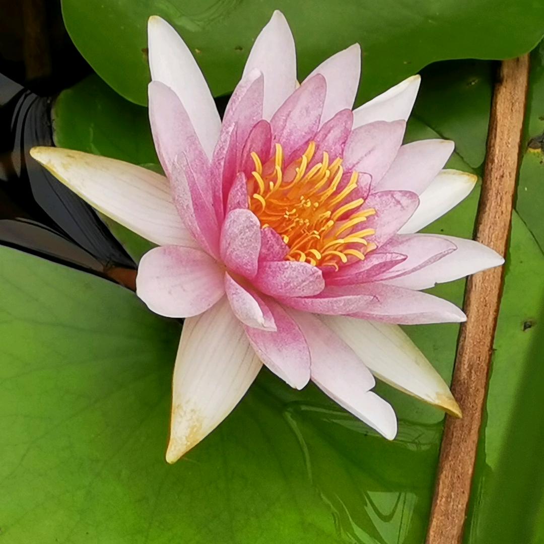 潇潇铉铉