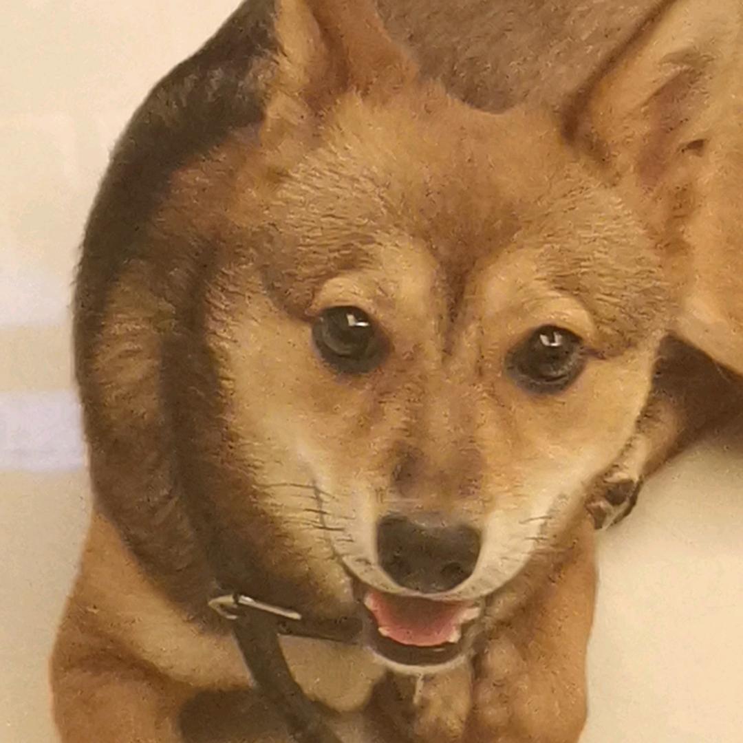 旺财🐶