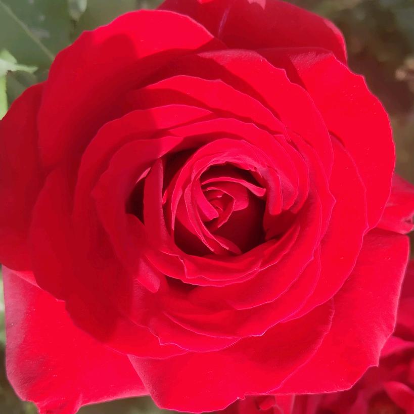 ♥꧁༺静静༻꧂♥