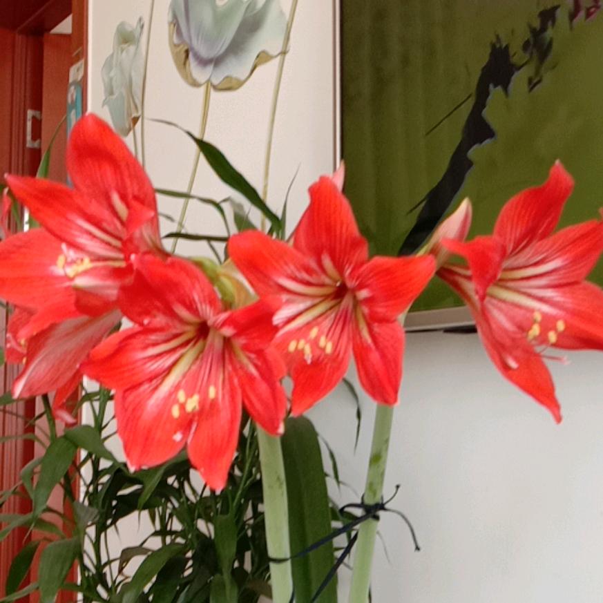 ✘苏姐