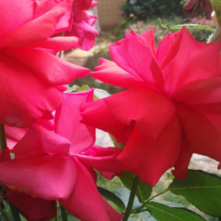 118薰衣草爱生活