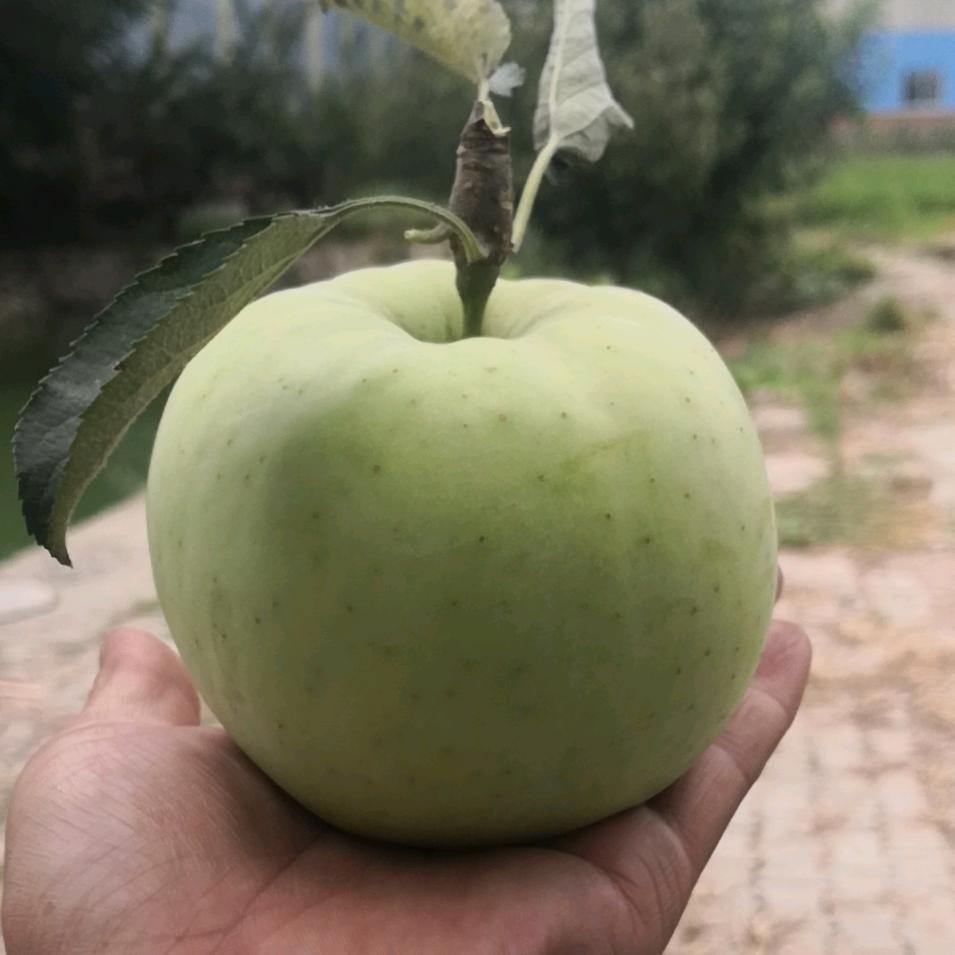 花果山的那个大王