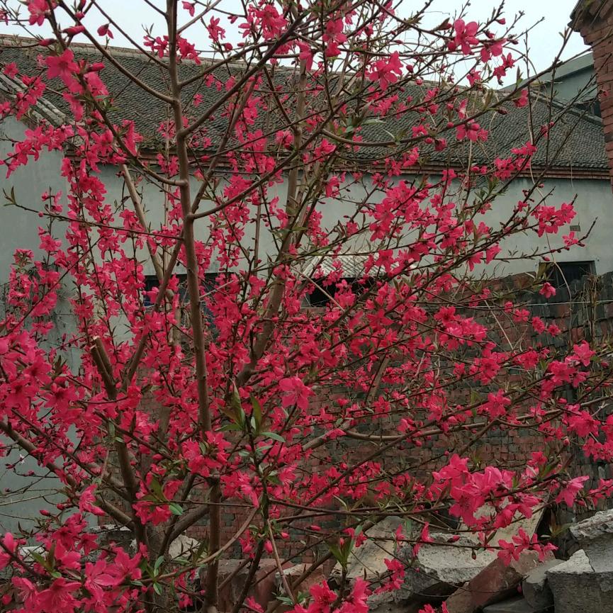 繁华似锦8234
