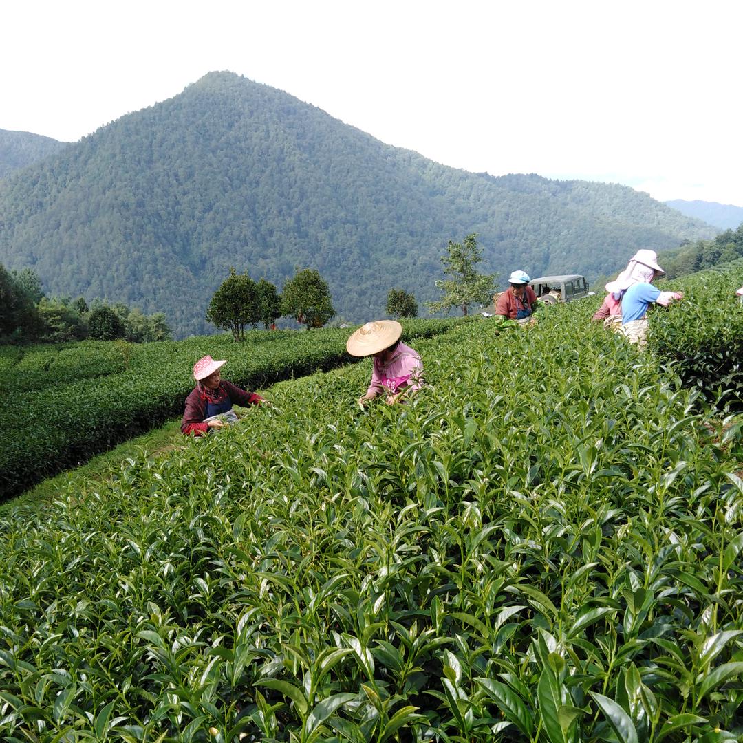 古风高山茶