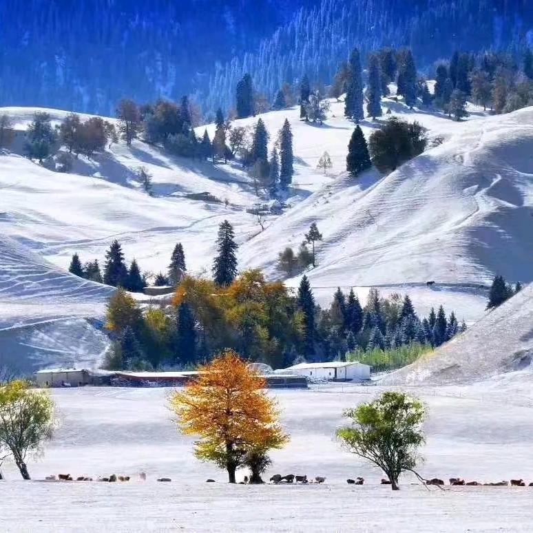 大个子轮胎四轮定位