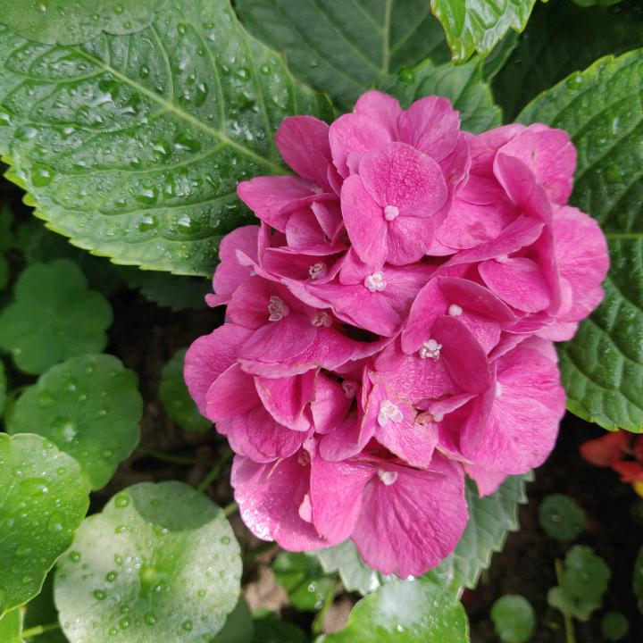 萍萍（拒私聊）