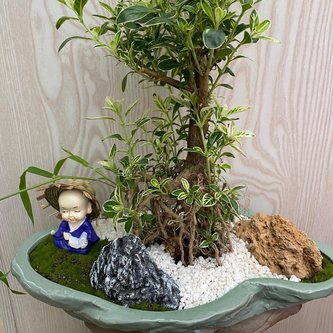 花果小镇景茂春花卉