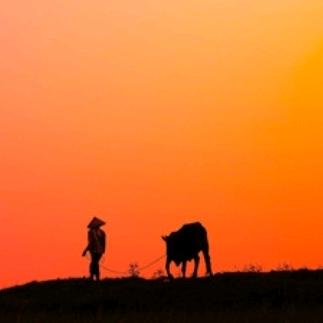 夕阳牧童