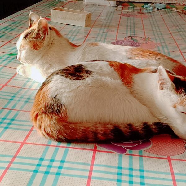 唐
