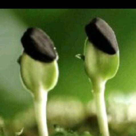 角落里的祝福