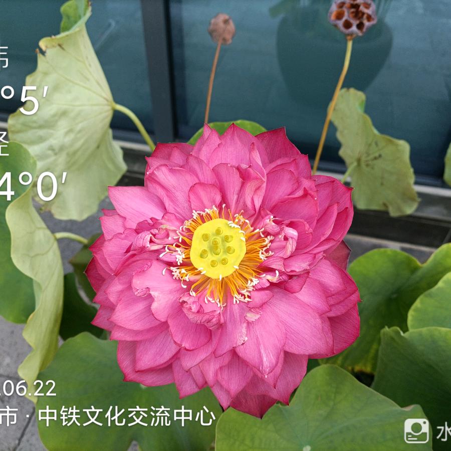 🌸格桑花