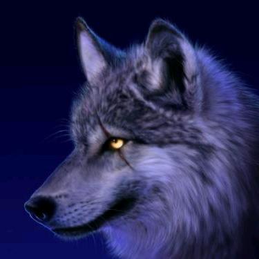 孤🐺狼