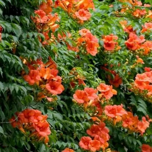 一缕阳光(拒私聊丨