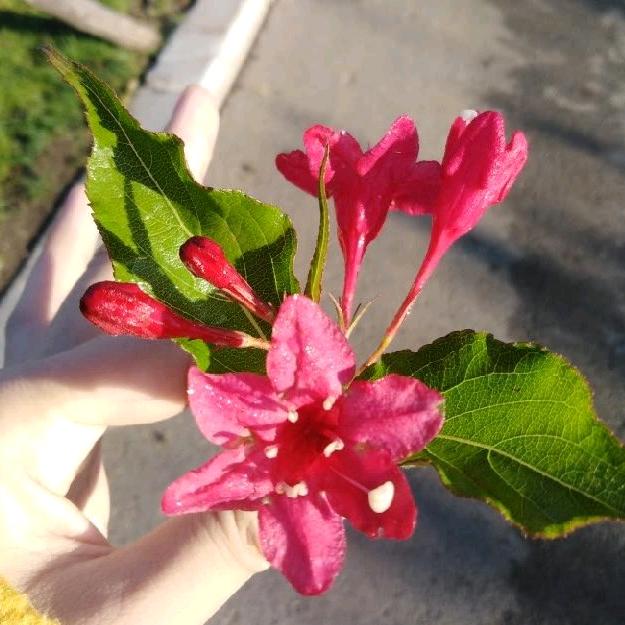 淡淡的清香