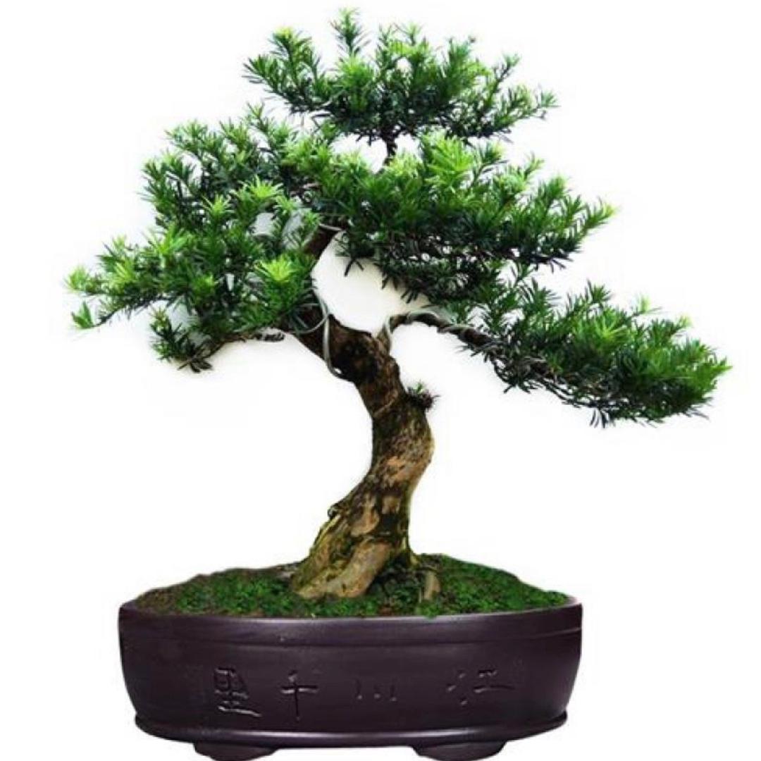 涵如花卉盆景园艺