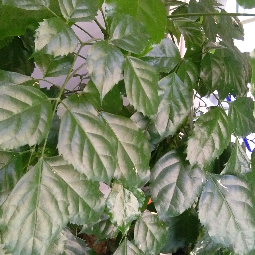平平淡淡