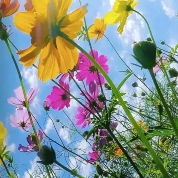 风清云淡