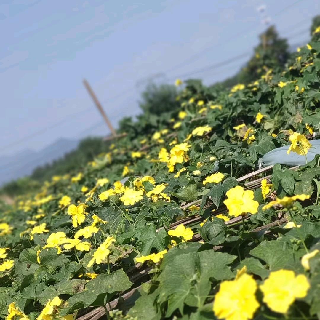 北京市房山区青龙湖自产蔬菜