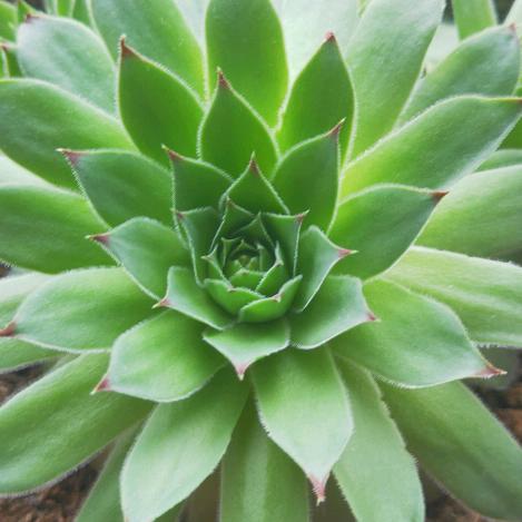 🌹余生安好🌹