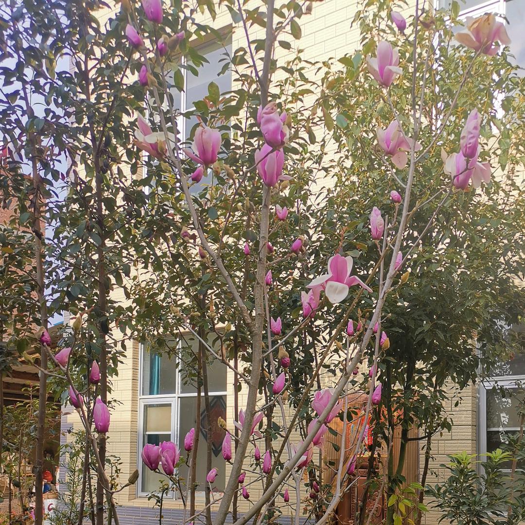 福