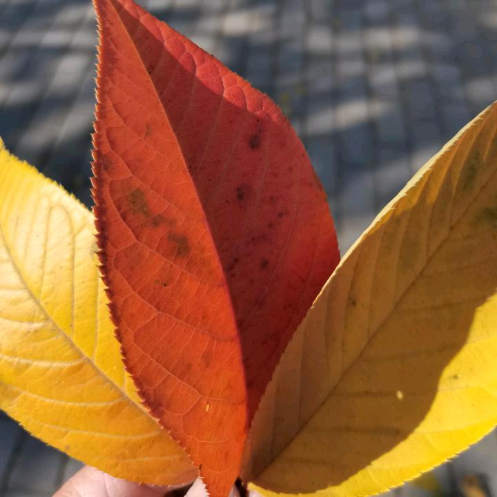 墨墨🍬